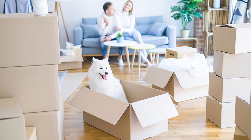 搬屋養寵物攻略-如何讓狗狗貓咪熟習新環境-搬家前後適應貼士及用品推薦